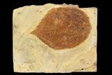 Fossil Leaf (Beringiaphyllum) - Montana #93669-1